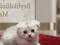 Bal suratlı ponçikler teslime hazır