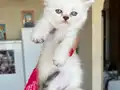 Bebeklerimiz yeni yuvaya gitmeye hazır
