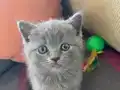 Evinizin yeni üyesi minnoşlar teslime hazır