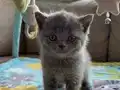 Evinizin yeni üyesi minnoşlar teslime hazır