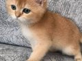 Golden yavrularımız teslime hazır