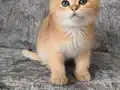 Golden yavrularımız teslime hazır