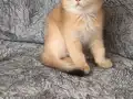 Golden yavrularımız teslime hazır