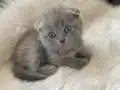 Bal suratlı minnoşlar teslime hazır