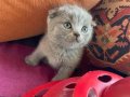 Bal suratlı minnoşlar teslime hazır