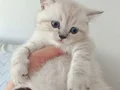 Bal surat ponçikler teslime hazır