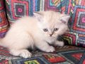 Evinizin neşesi olacak minnoşlar teslime hazır