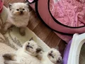 Boncuk gözlü bebekler teslime hazır