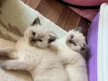 Boncuk gözlü bebekler teslime hazır
