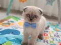 Ponçiklerim teslime hazır