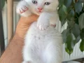 Kar topu gibi minnoşlarım