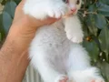 Kar topu gibi minnoşlarım