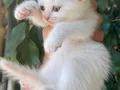 Kar topu gibi minnoşlarım