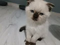 Top kafa bebeklerim yeni yuvasına gitmeye hazır