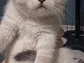 Top kafa bebeklerim yeni yuvasına gitmeye hazır