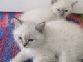 Blupoint yavrular teslime hazır
