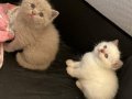Sevimli minnoşlar teslime hazır