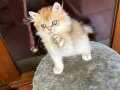 NY12 GOLDEN BEBEK TESLİME HAZIR