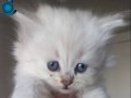 Bal surat yavrular teslime hazır