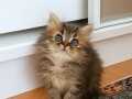 BLACK GOLDEN BEBEKLER TESLİME HAZIR