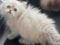 SEVİMLİ BEBEK TESLİME HAZIR