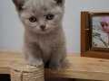 Lilac britsh short hair teslime hazır