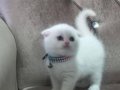 BEYAZ PAMUK TESLİME HAZIR
