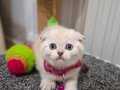 Top surat bebek teslime hazır 