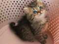 BLACK GOLDEN BEBELER TESLİME HAZIR