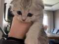 TOP SURAT BEBEKLER TESLİME HAZIR