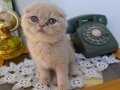 TOMBİK SURATLI KEDİCİK TESLİME HAZIR
