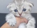 SEVECEN MİNNOŞLAR TESLİME HAZIR