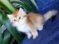 GOLDEN BEBEKLER TESLİME HAZIR
