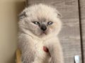 BAL SURAT TOMBİŞ YAVRUMUZ TESLİME HAZIR