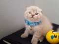 BALL SURATLIM TESLİME HAZIR
