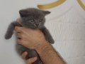 SEVİMLİ AFACAN YAVRUMUZ TESLİME HAZIR