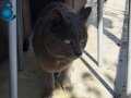 Satılık chartreux cinsli kedi uysal tatlı adı duman