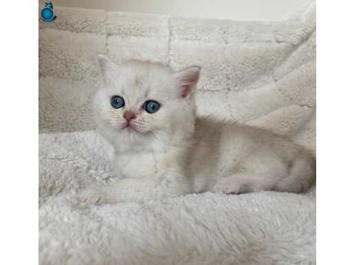 Pamuk şeker golden bebekler