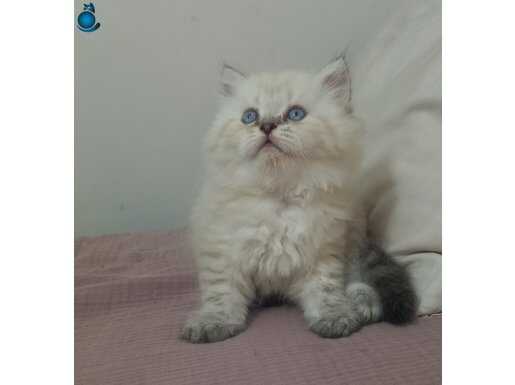 Pamuk şekeri
