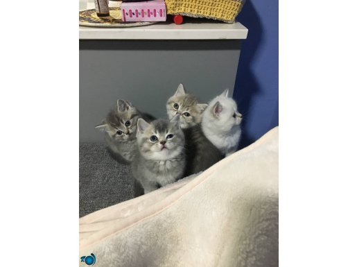 1 dişi 1 erkek yavrulara yuva arıyoruz 