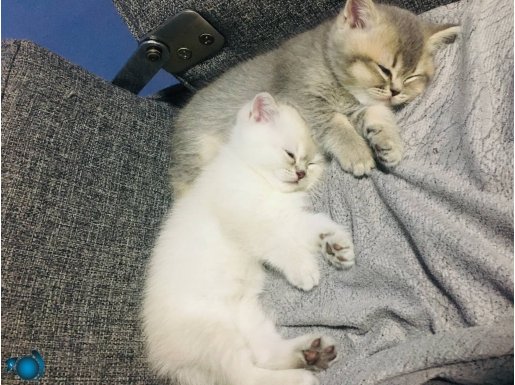 Minik yavrulara aile arıyoruz