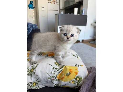 Kıvrık Kulaklı Mücevher Scottish Fold Yavrumuz