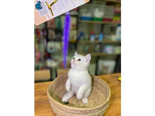 Çok Oyuncu ve Sevimli Silver British Shorthair Yavrumuz