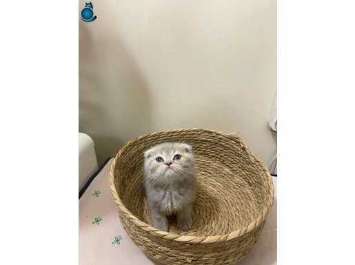 Güzeller Güzeli Scottish Fold Yavrularım