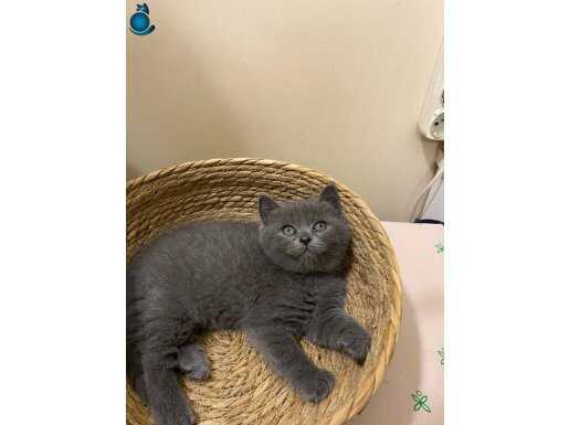 Çok Sevimli ve Oyuncu British Shorthair Yavrumuz