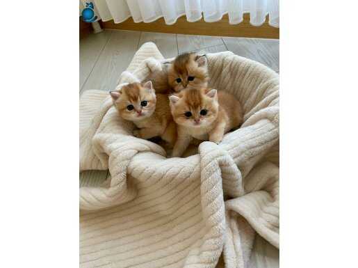 Birbirinden Sevimli ve Oyuncu British Yavrularım