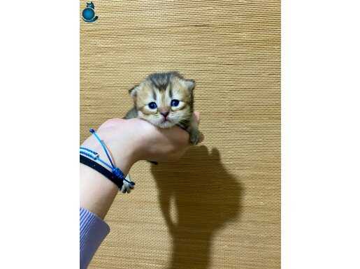 Birbirinden Güzel Renk Renk Bebeklerimiz