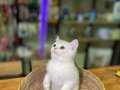 Çok Oyuncu ve Sevimli Silver British Shorthair Yavrumuz