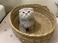 Güzeller Güzeli Scottish Fold Yavrularım