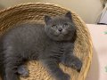Çok Sevimli ve Oyuncu British Shorthair Yavrumuz